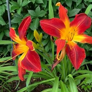 Meet your Posher, Bonnie